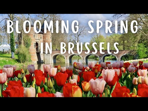 Blooming Spring in Brussels