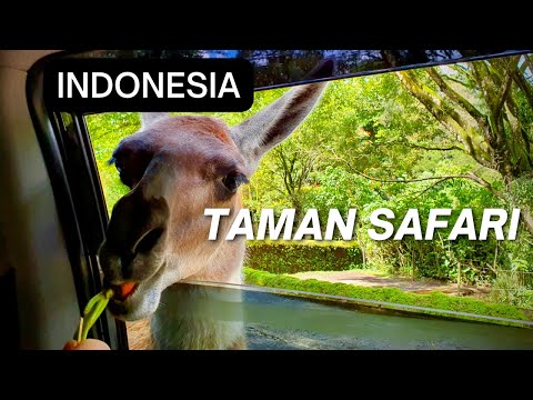TAMAN SAFARI   INDONESIA