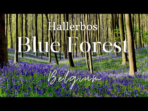 BLUE FOREST