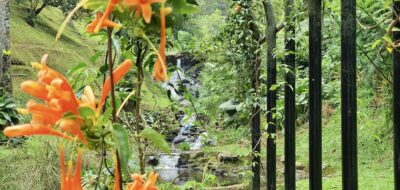 oranssi kukka edessä ja takana soliseva puro Botanical Gardenissa Indonesiassa