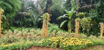 Bogorin kasvitieteellisen puutarhan kasveja