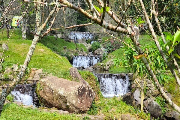 Soliseva vuoristopuro Bogorin Botanical Gardenissa.