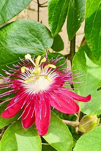 Passiflora Ingarnata kukka
