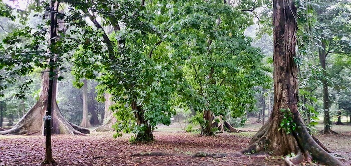 erilaisia puita Bogorin Botanical Gardenissa.