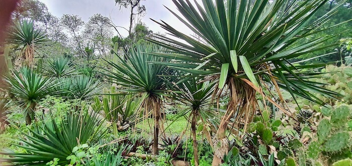 Palmupuutarha Bogorin kasvitieteellisessä puutarhassa, jossa on paljon erilaisia palmuja.