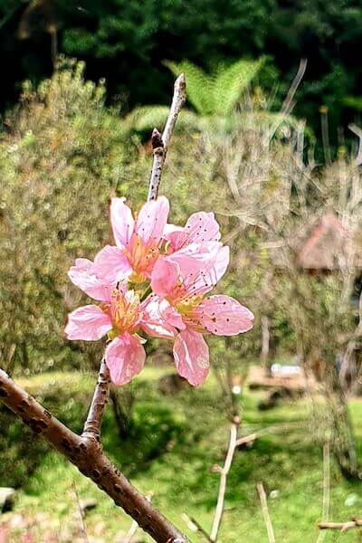 Cherry Blossom -kukka