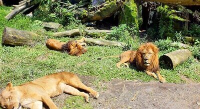 Kolme unista leijonaa makaa