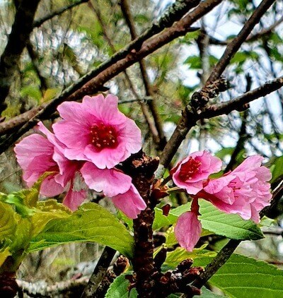 vaaleanpunaiset kirsikkapuunkukat kukkivat puunoksalla.