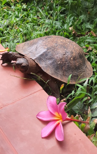 kilpikonna omalla kotipihalla pudonneen vaaleanpunaisen kukan vieressa.