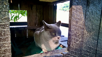 harmaa Burma kissa istuu ja katselee .