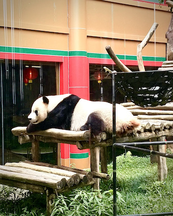 Panda nukkuu korkealla puutasolla aitauksessaan.