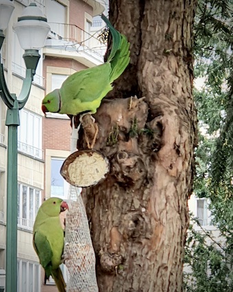 Kaksi puussa olevaa papukaijaa aamiaisella.