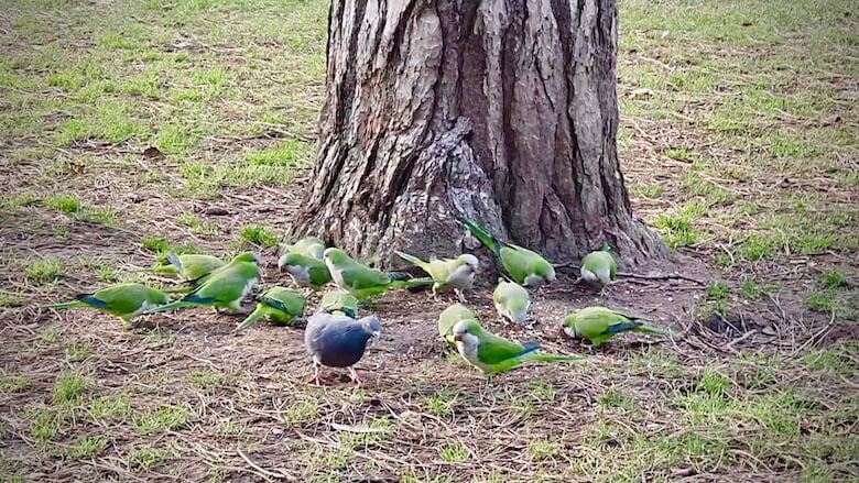 Vihreita papukaijoja puun alla aterialla.