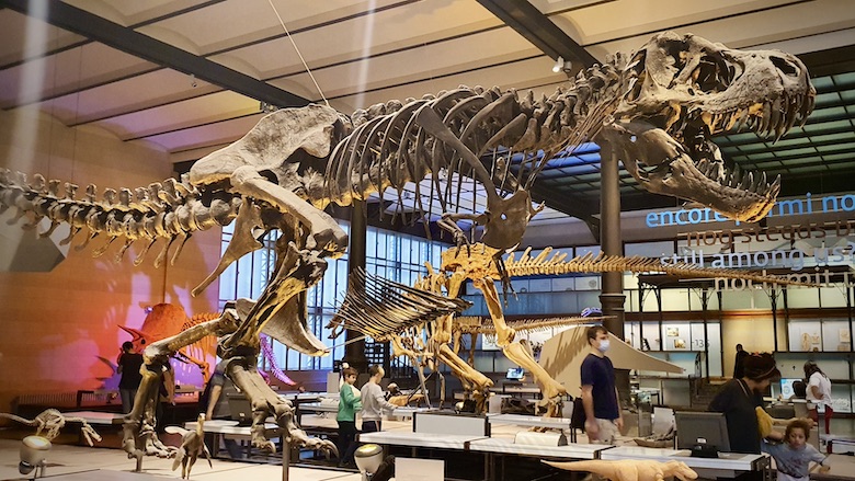 Iso dinosauruksen luuranko museossa.