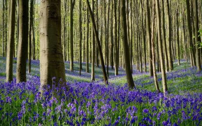 Belgian lumoava sininen metsä