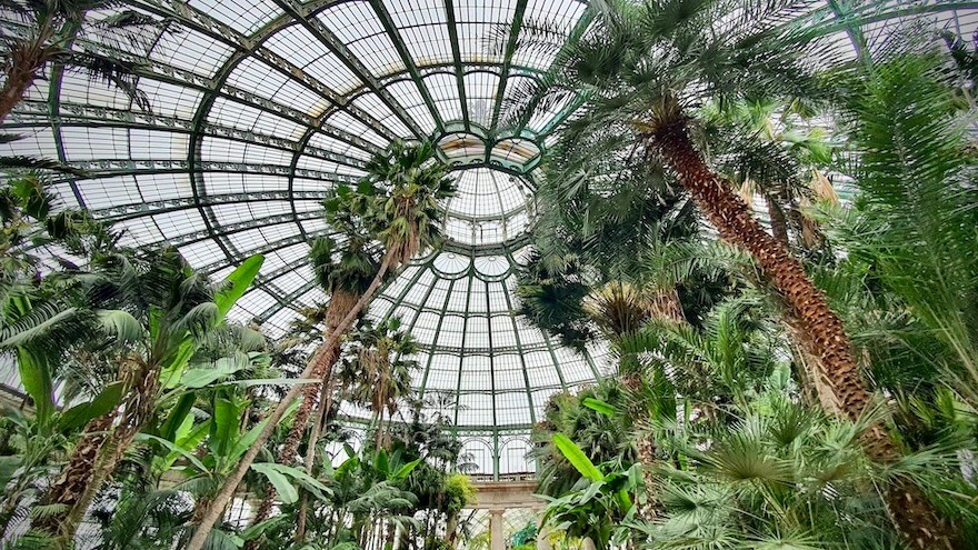 Brysselin kuninkaallisen puutarhan Isoja palmuja koristeellisen lasikuvun alla.