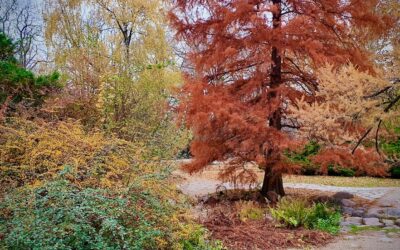 Varsovan isoin puisto: Upea Lazienki Royal Park